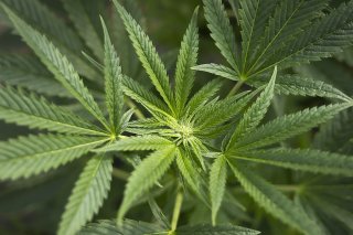 Une commission veut réglementer le cannabis à des fins non médicales dans une nouvelle loi (archives). KEYSTONE/PETER KLAUNZER